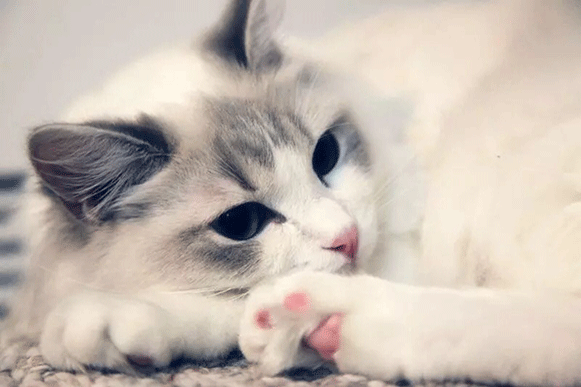 1510811117138829.gif fgdhrtf.gif